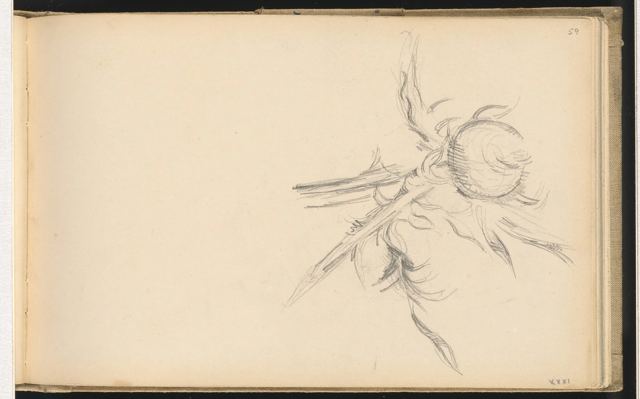 Thistle, detail