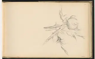 Thistle, by Paul Cézanne, graphite, 1894