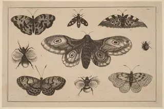Moth, Butterflies, and Bees, by Wenceslaus Hollar, ink, 1648
