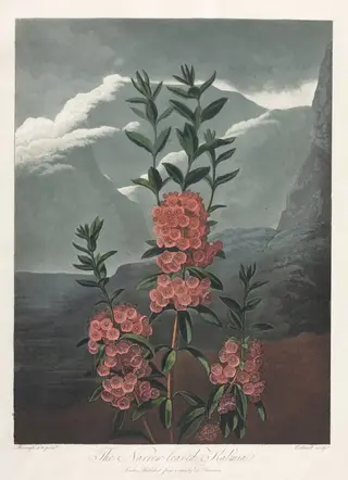 The Temple of Flora, or Garden of Nature:  The Narrow-leaved Kalmia, by Robert John Thornton, 1804