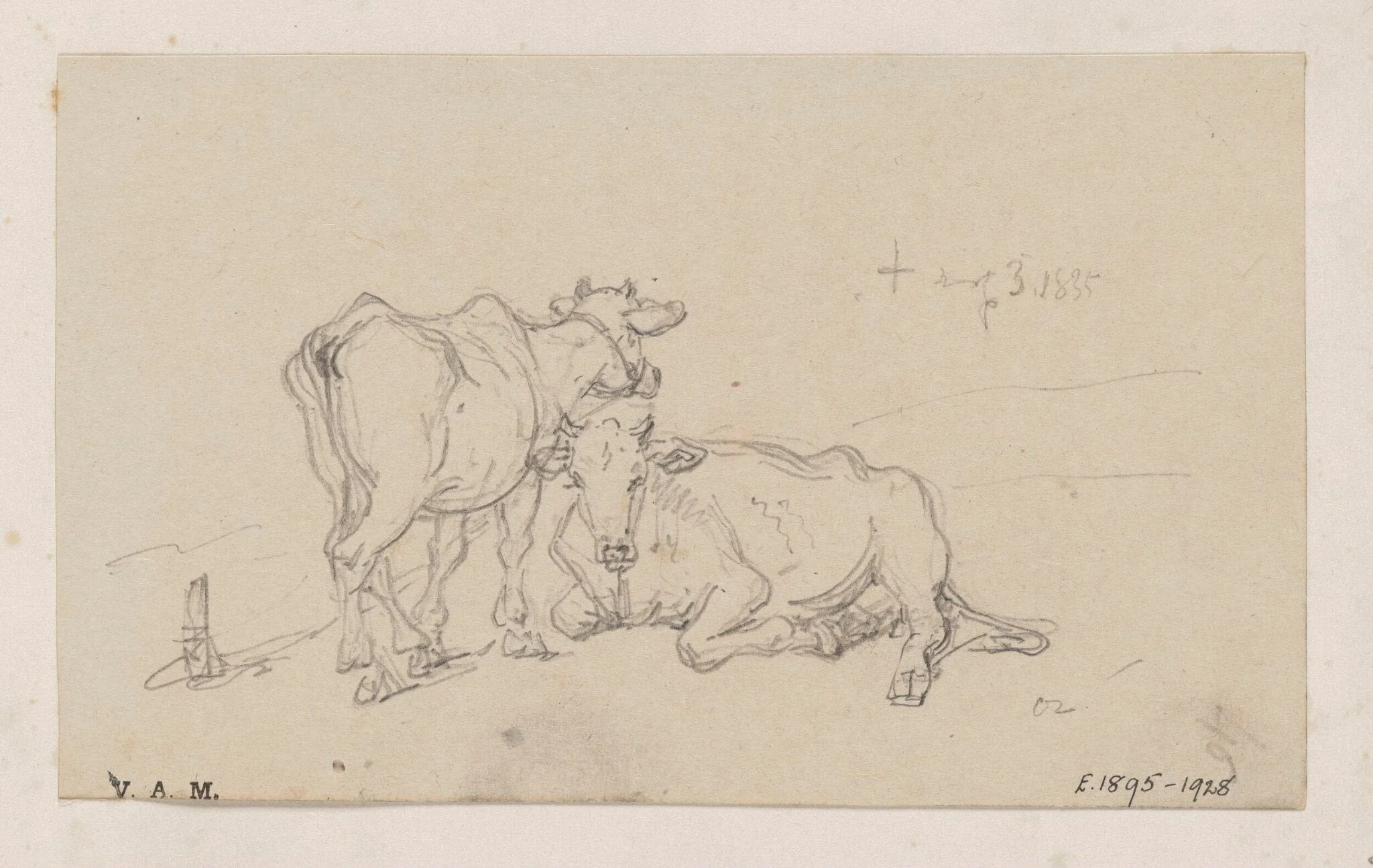 Two cows, detail