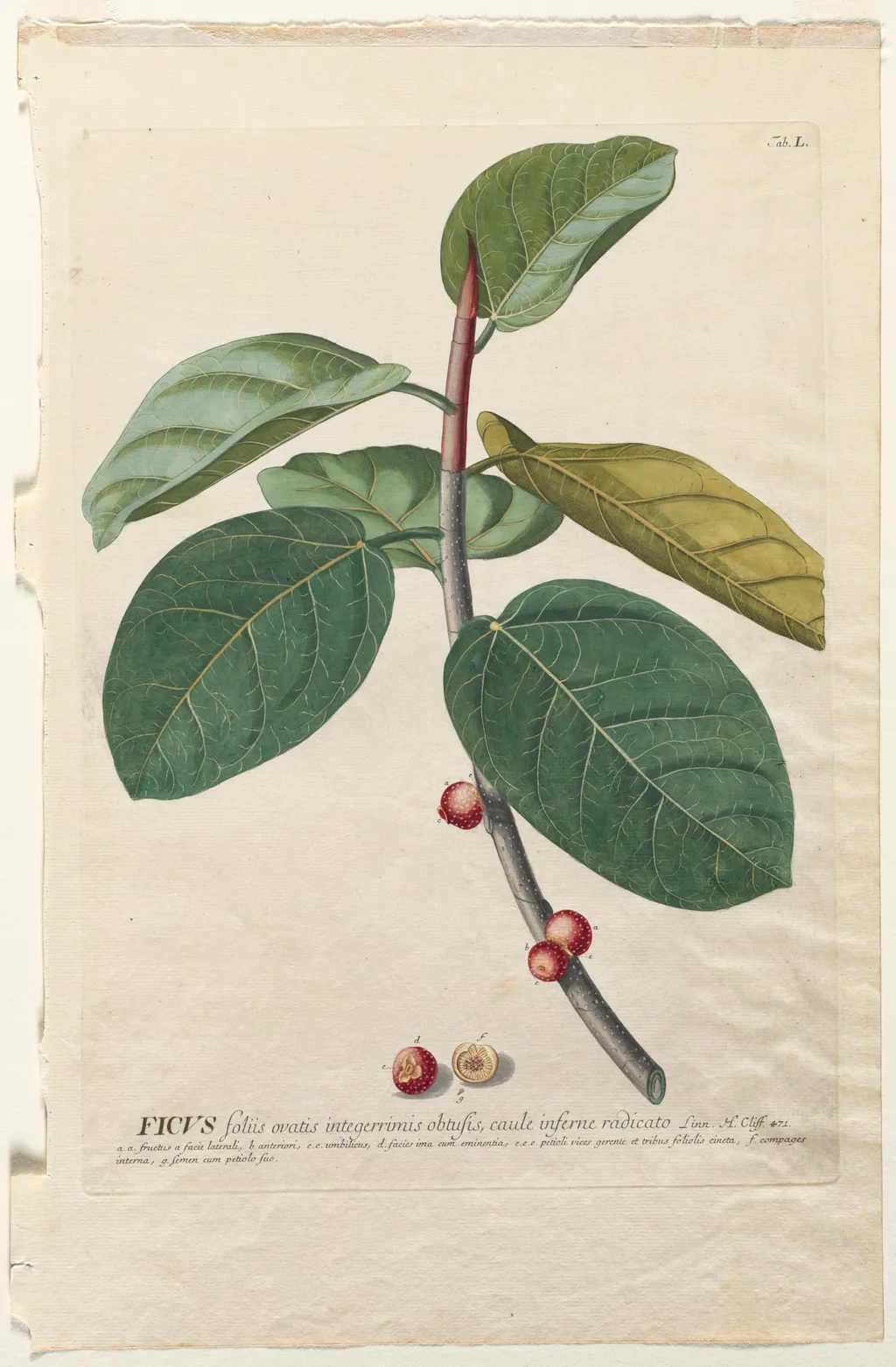 Plantae Selectae:  No. 50 - Ficus, by Georg Dionysius Ehret, 1762
