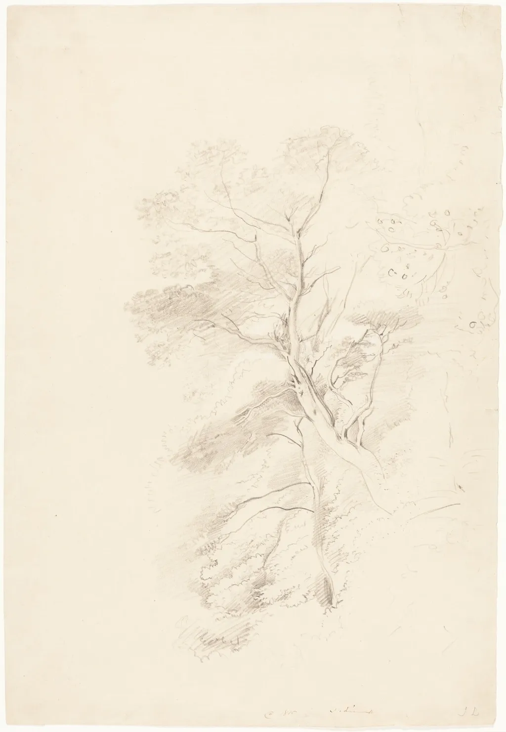 A Beech Wood, by John Linnell, graphite, 1815