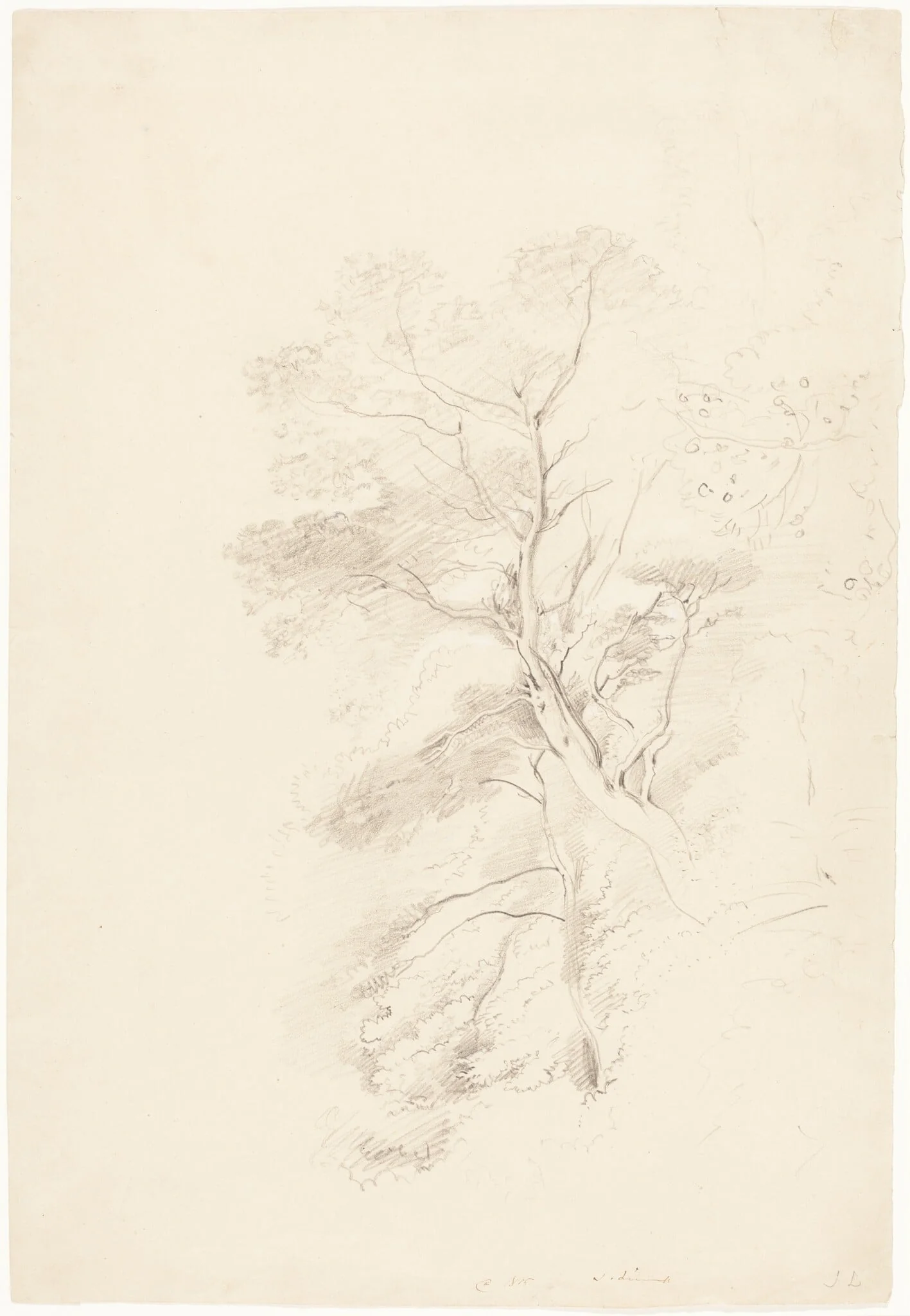 A Beech Wood, detail