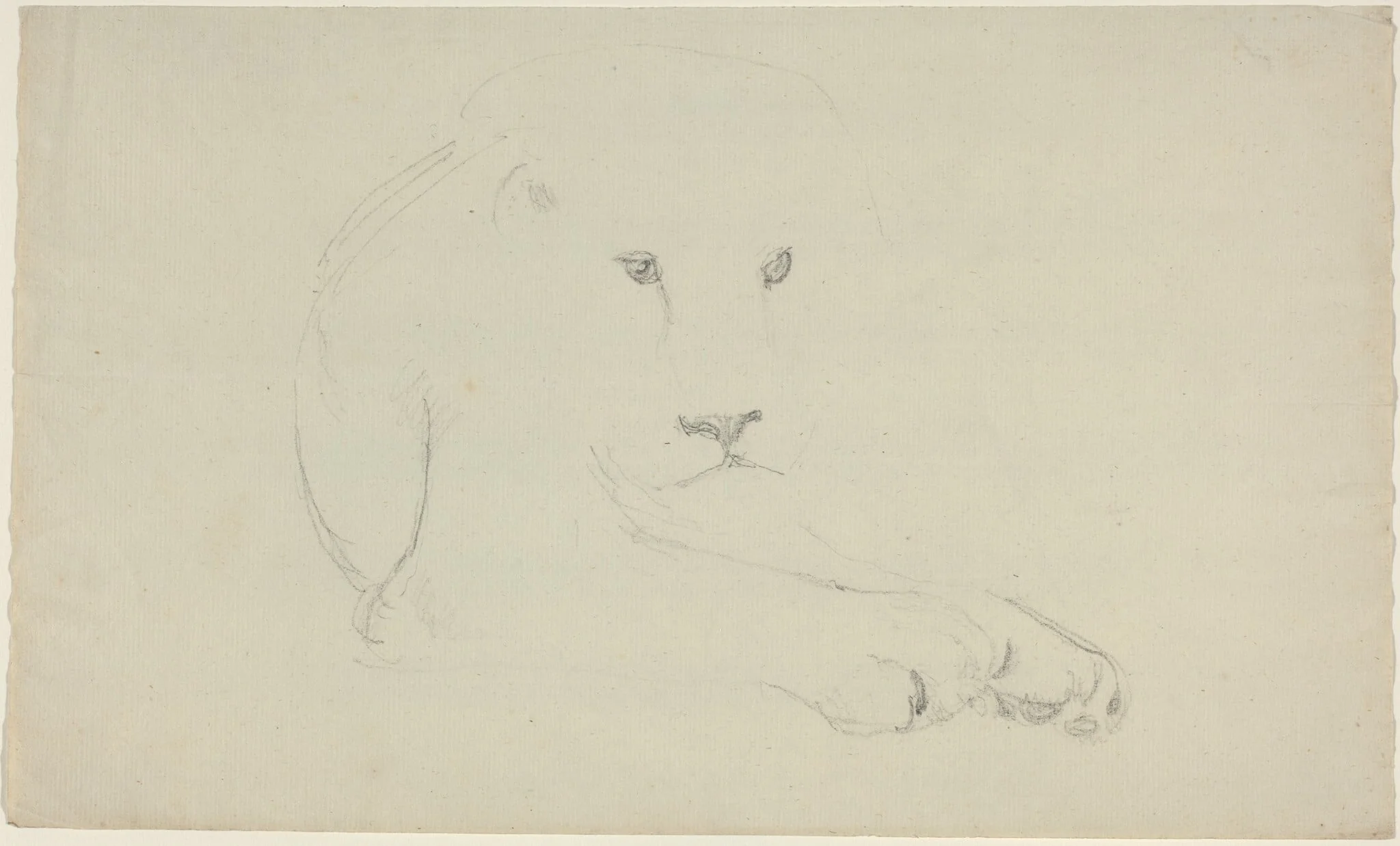 Lion, detail