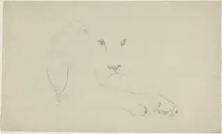 Lion, by John Flaxman, graphite, 1790