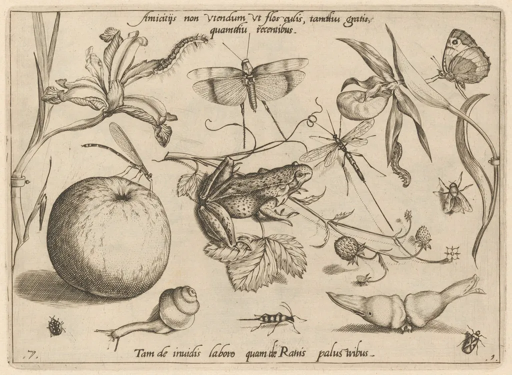 Archetypa studiaque patris Georgii Hoefnagelii [Part 1, Plate 7], by Jacob Hoefnagel, ink, 1592
