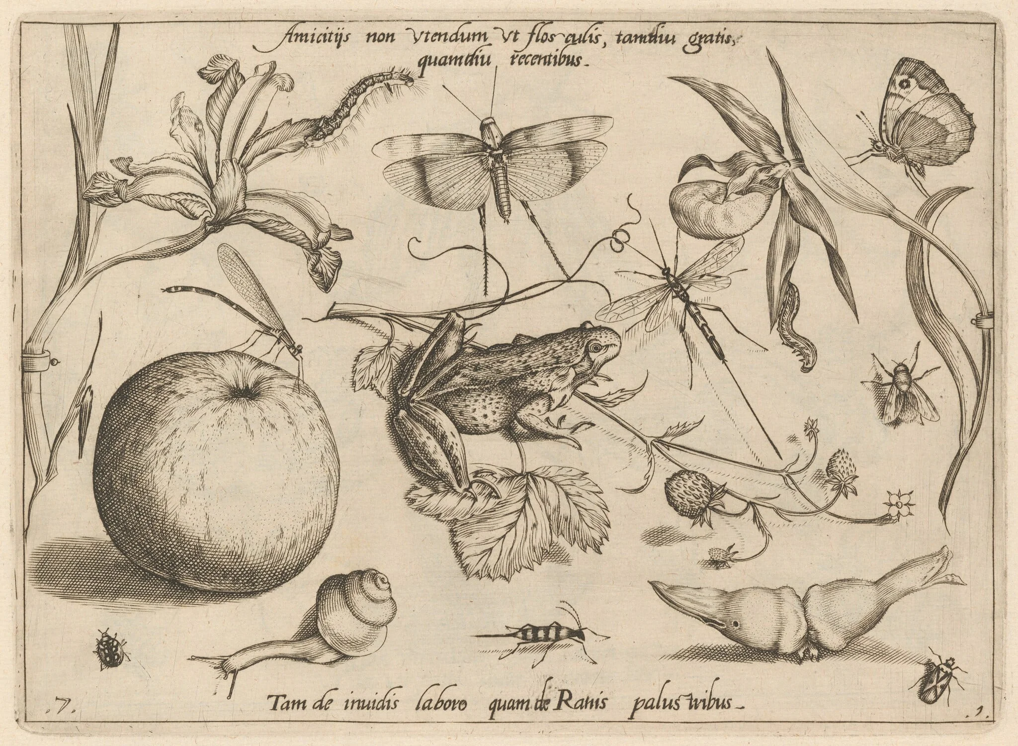 Archetypa studiaque patris Georgii Hoefnagelii [Part 1, Plate 7], detail