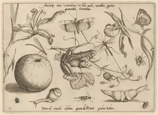Archetypa studiaque patris Georgii Hoefnagelii [Part 1, Plate 7], by Jacob Hoefnagel, ink, 1592