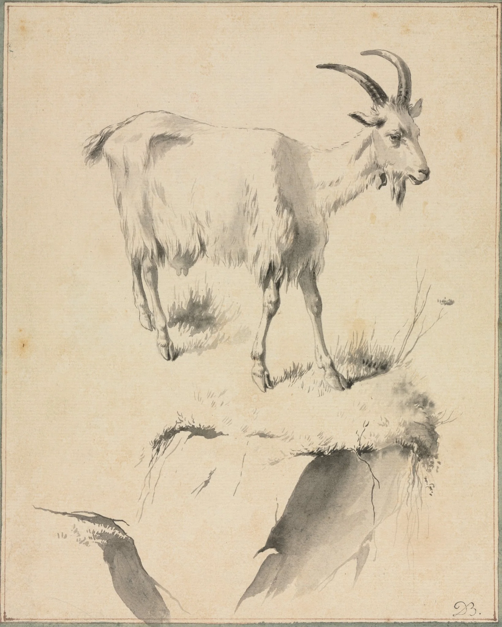 Study of a Goat, detail