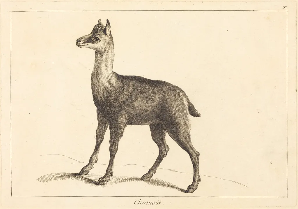 Chamois (Chamois), by Jean Eric Rehn, ink, 1745