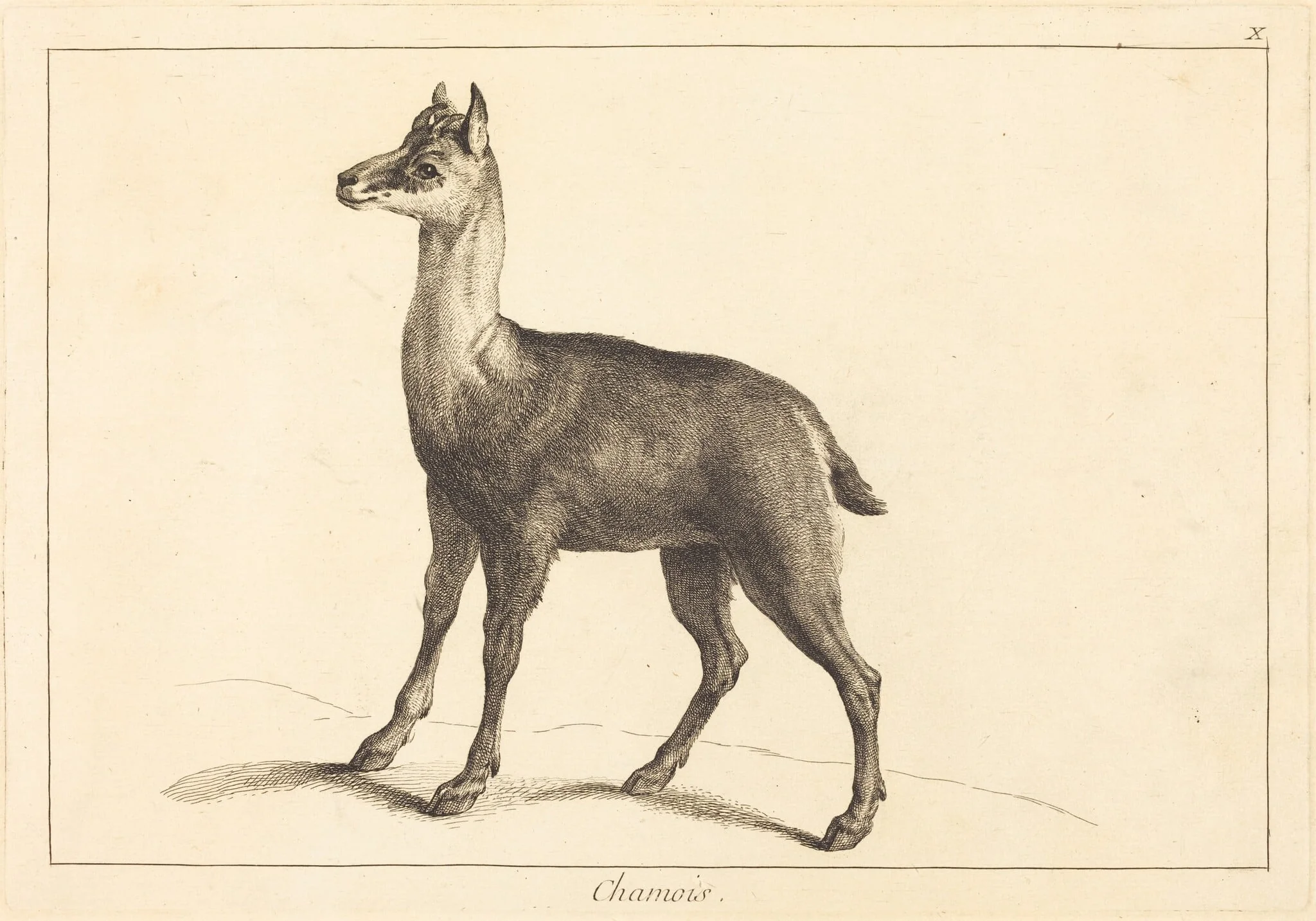 Chamois (Chamois), detail