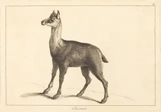 Chamois (Chamois), by Jean Eric Rehn, ink, 1745