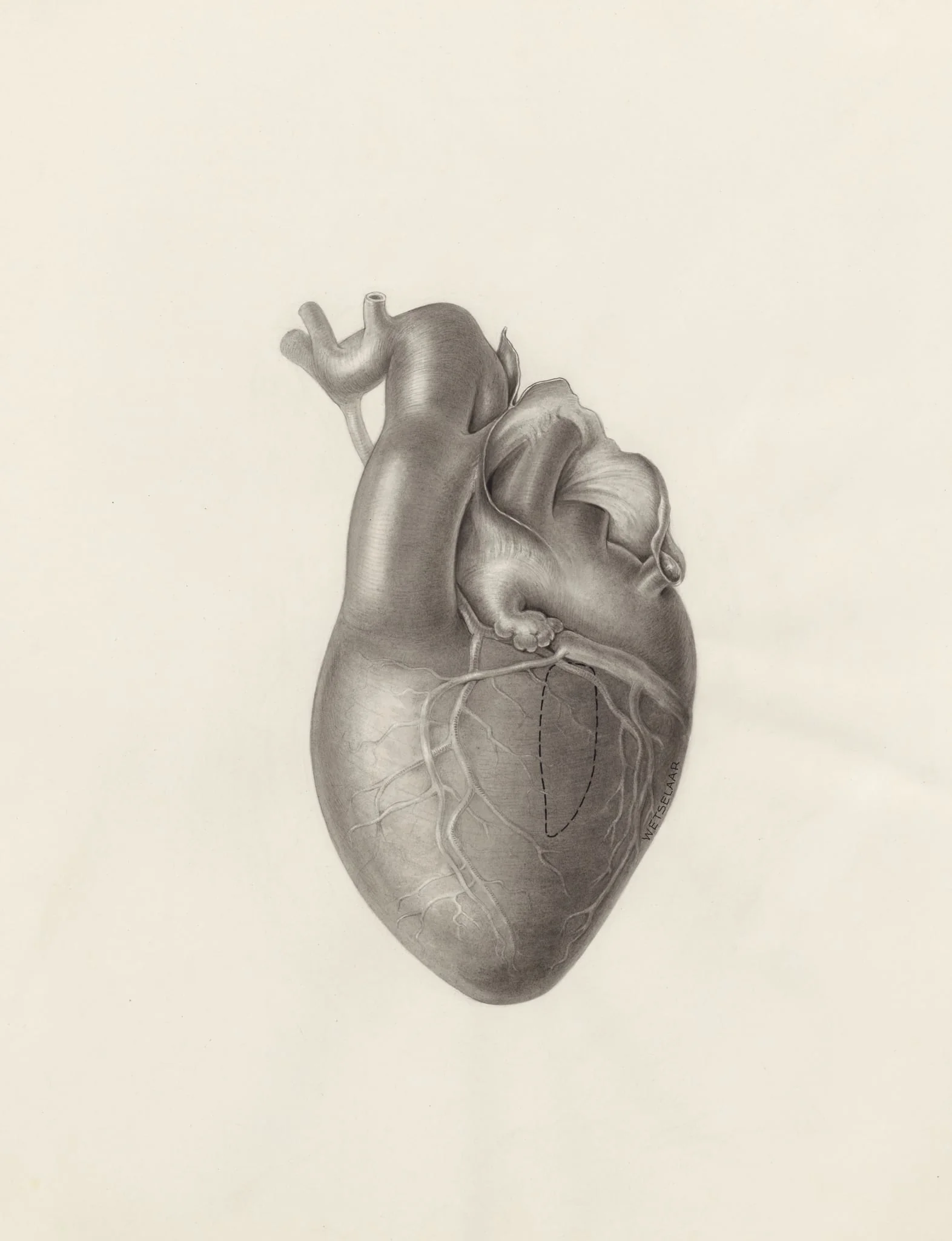 Cardiovascular system, detail