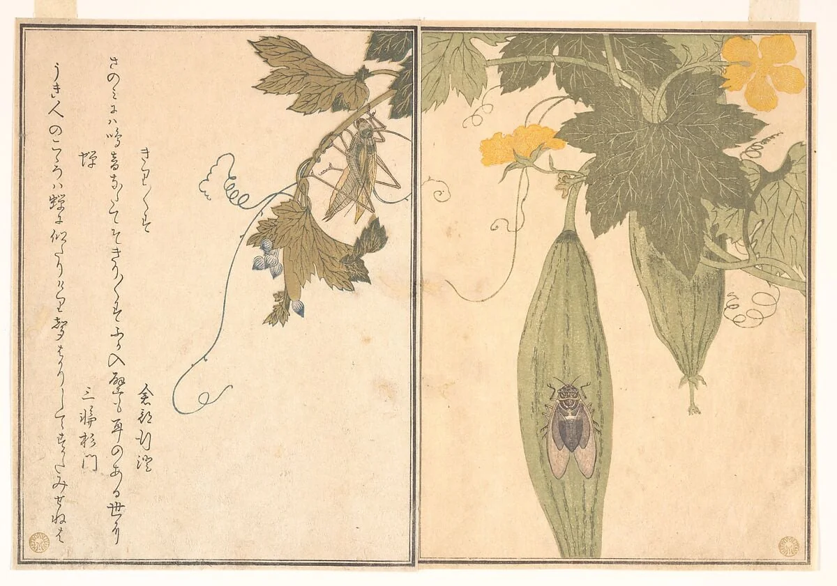 『画本虫撰』「きりきりす」「蝉」|Grasshopper (Kirigirisu); Cicada (Semi), from the Picture Book of Crawling Creatures (Ehon mushi erami), detail