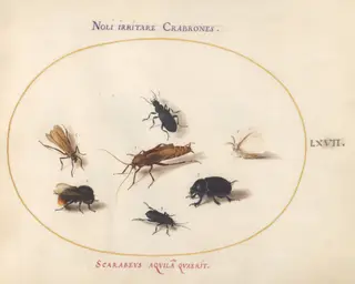 Plate 67: Seven Insects, Including a White Butterfly and a Bee, by Joris Hoefnagel, gouache, 1594