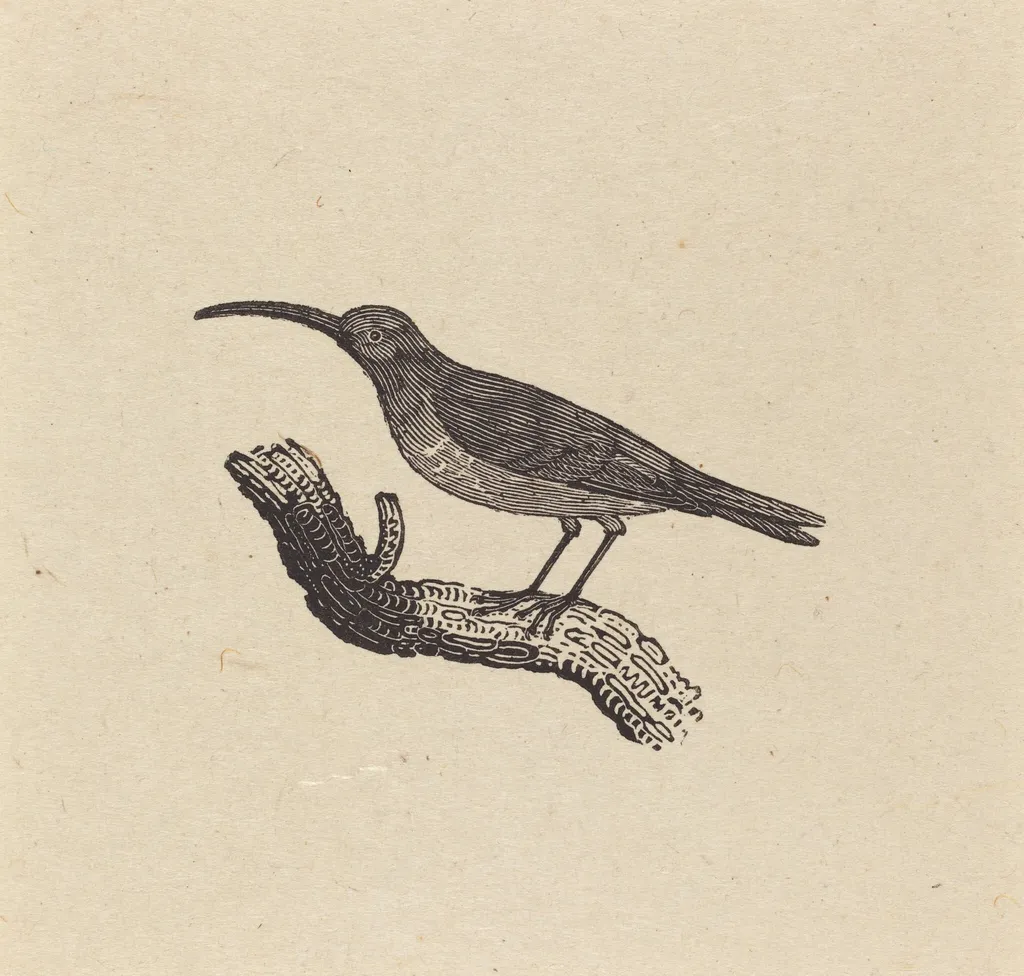 A Bird, by Thomas Bewick, ink, 1800