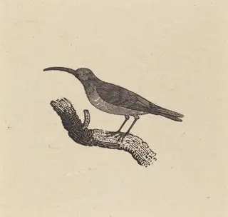 A Bird, by Thomas Bewick, ink, 1800