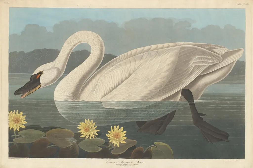 Common American Swan, by Havell, Jr., Robert, ink, 1838