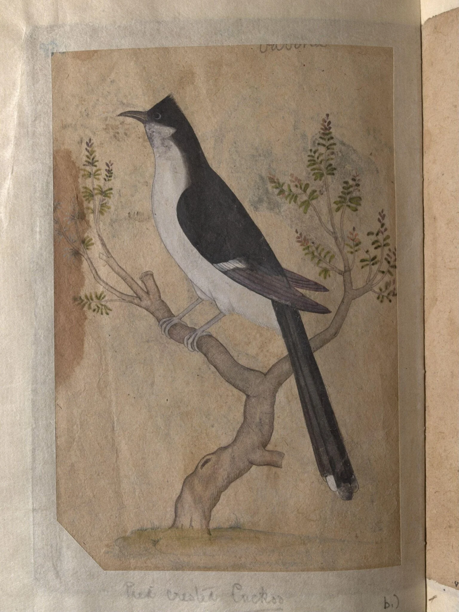 Depictions of a Indian fruit-bat and Pied crested cuckoo of Northern India, detail