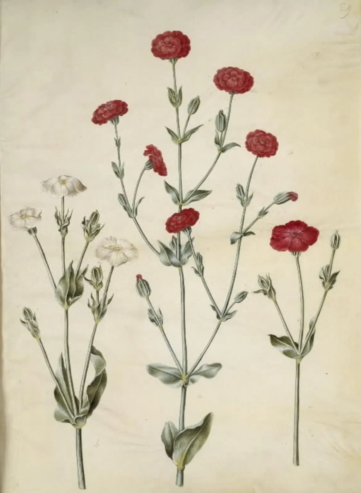 Silene coronaria (krone-limurt), detail