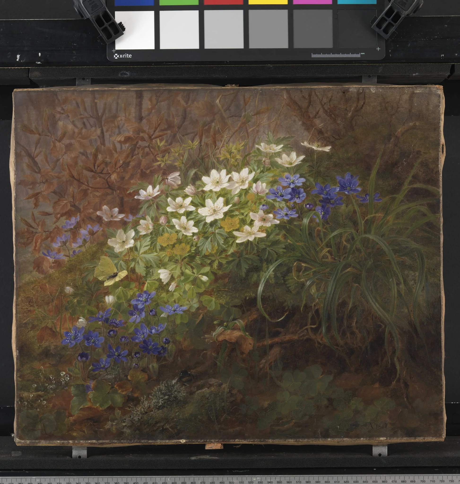 Anemoner, detail