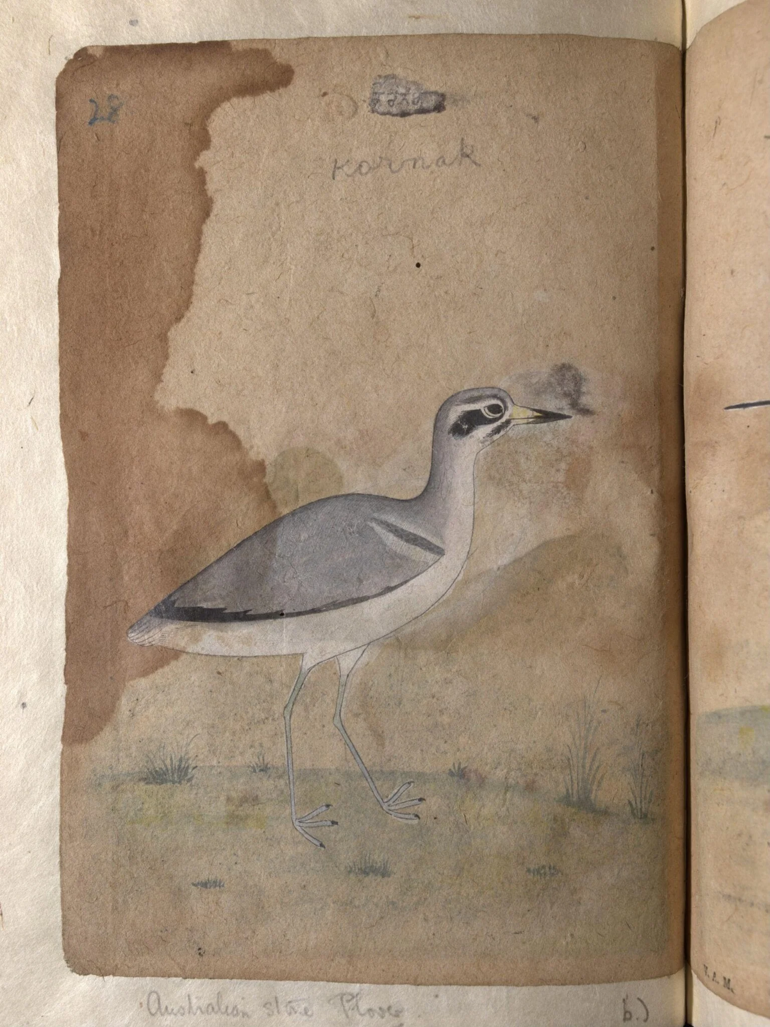 Depictions of a Mallard and Australian black-fronted plover of Northern India, detail