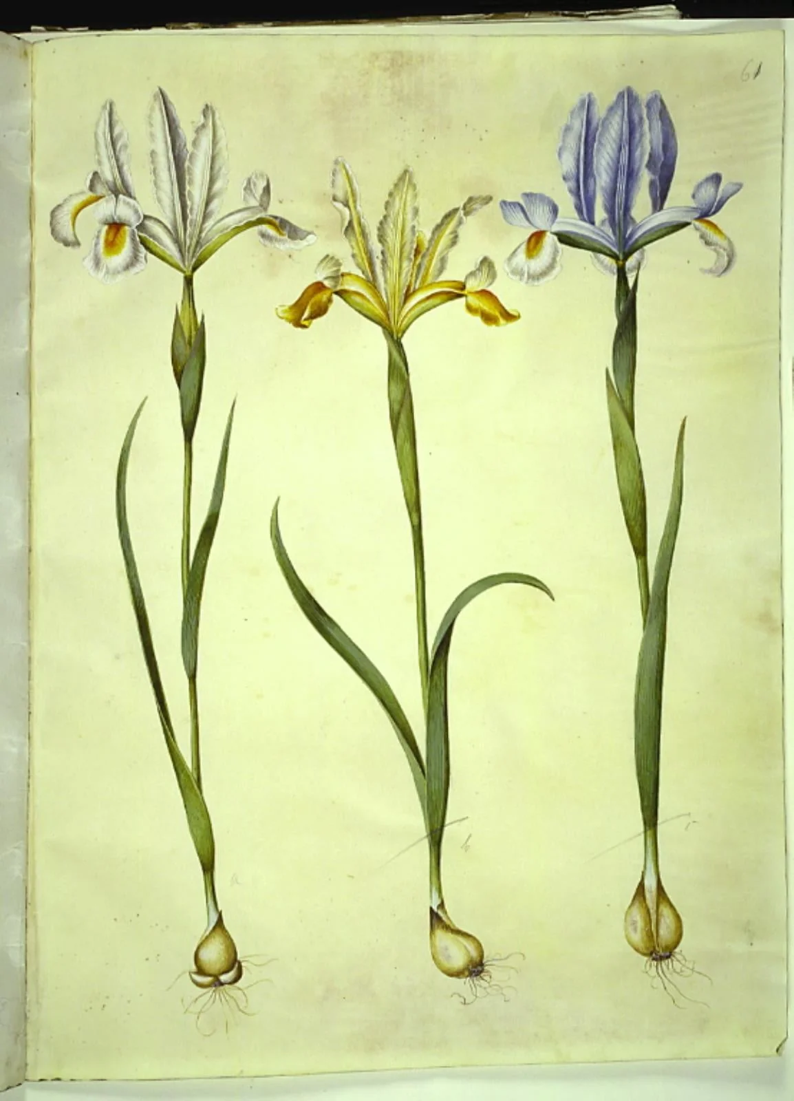 Iris xiphium (spansk iris) eller Iris latifolia (engelsk iris); Iris xiphium (spansk iris), detail