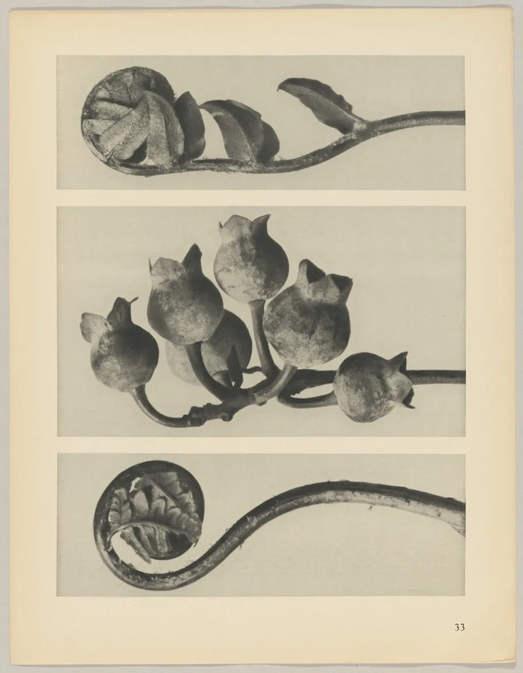 a Polypodiaceae Aspidieae; b Vaccinium corymbosum; c Polystichum falcatum, by Karl Blossfeldt, 1928