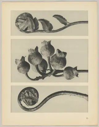 a Polypodiaceae Aspidieae; b Vaccinium corymbosum; c Polystichum falcatum, by Karl Blossfeldt, 1928