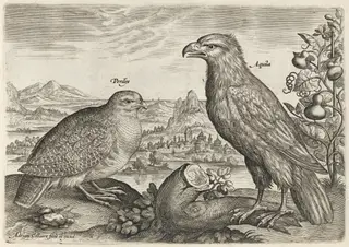 Partridge and Eagle, by Adriaen Collaert, ink, 1600