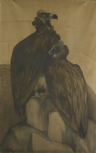 Two Arabian Vultures, by Theo van Hoytema, unspecified, 1901