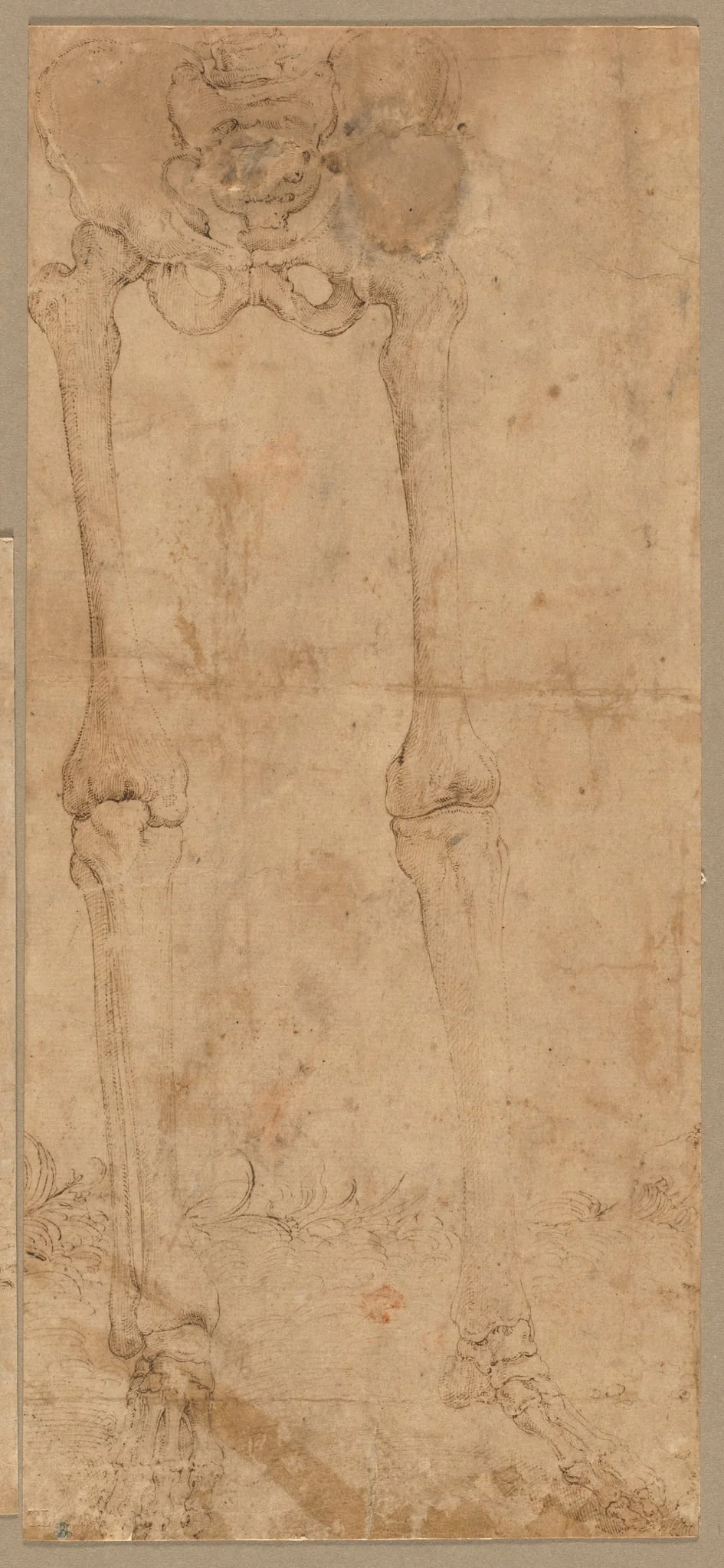 Lower Half of Skeleton from the Front, detail
