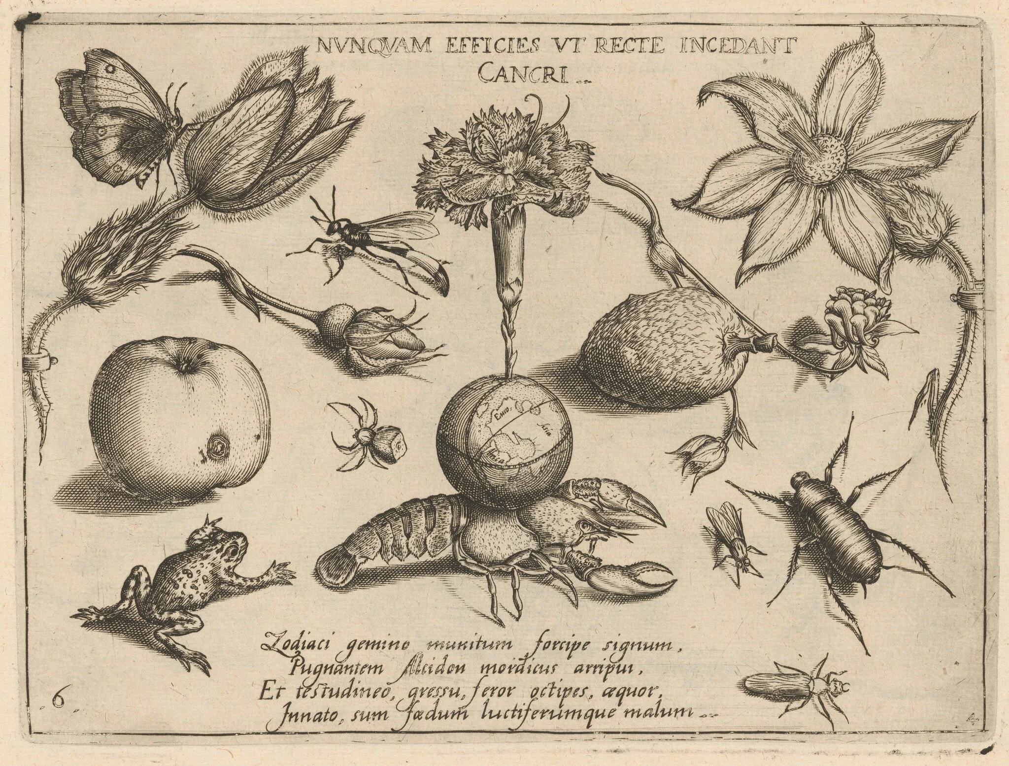Archetypa studiaque patris Georgii Hoefnagelii [Part 4, Plate 6], detail