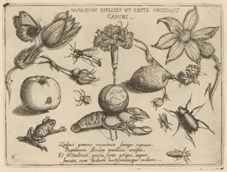 Archetypa studiaque patris Georgii Hoefnagelii [Part 4, Plate 6], by Jacob Hoefnagel, ink, 1592