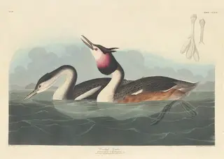 Crested Grebe, by Havell, Jr., Robert, ink, 1836