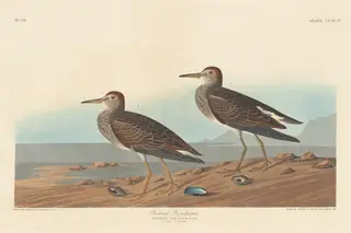 Pectoral Sandpiper, by Havell, Jr., Robert, ink, 1836