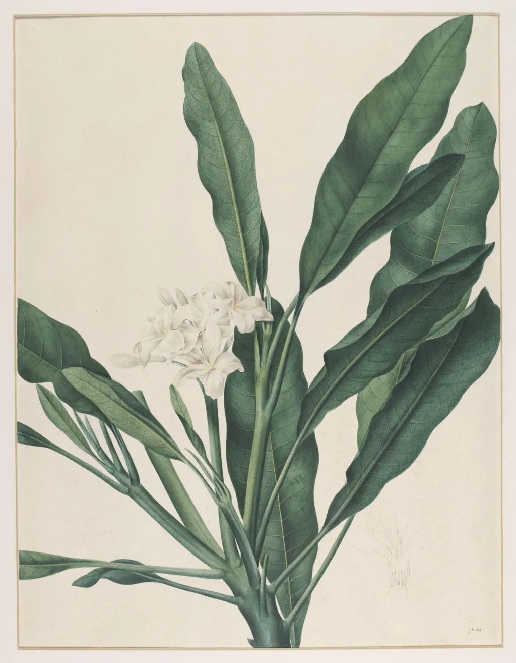 Fumaria Obliquefolia, by Johann Knapp, watercolor