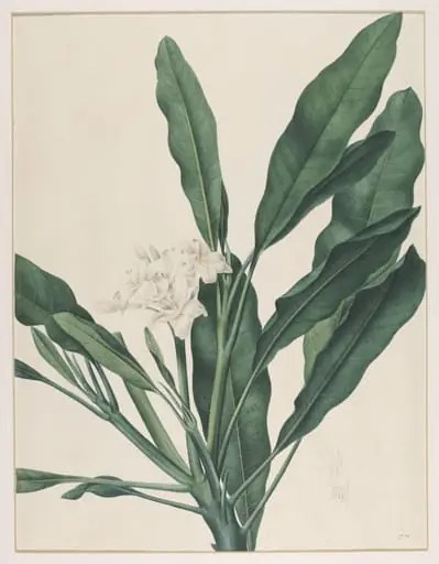 Fumaria Obliquefolia, by Johann Knapp, watercolor