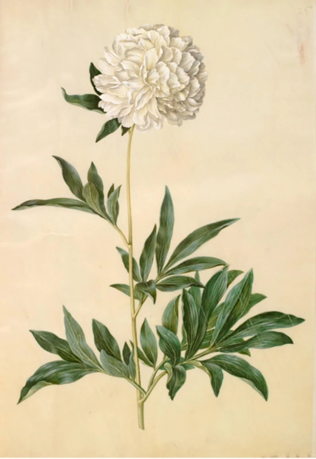 Paeonia lactiflora (silke-pæon), detail