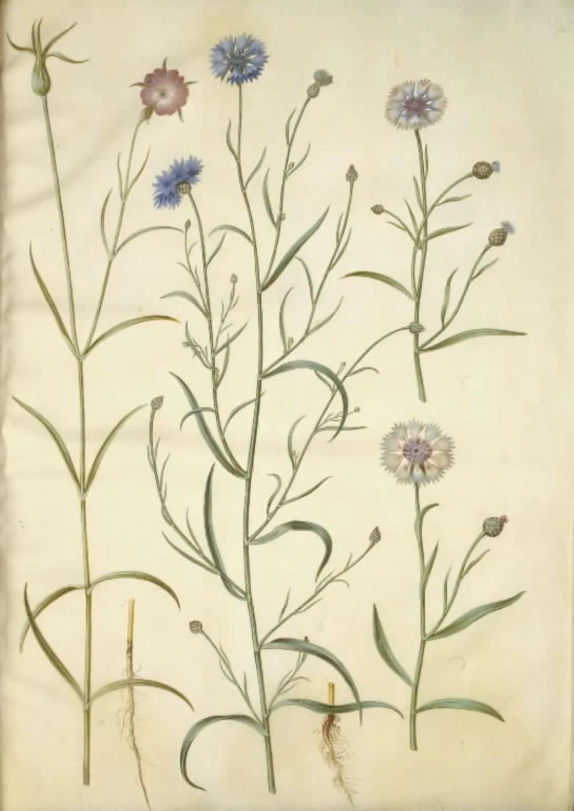Agrostemma githago (almindelig klinte); Centaurea cyanus (kornblomst), detail