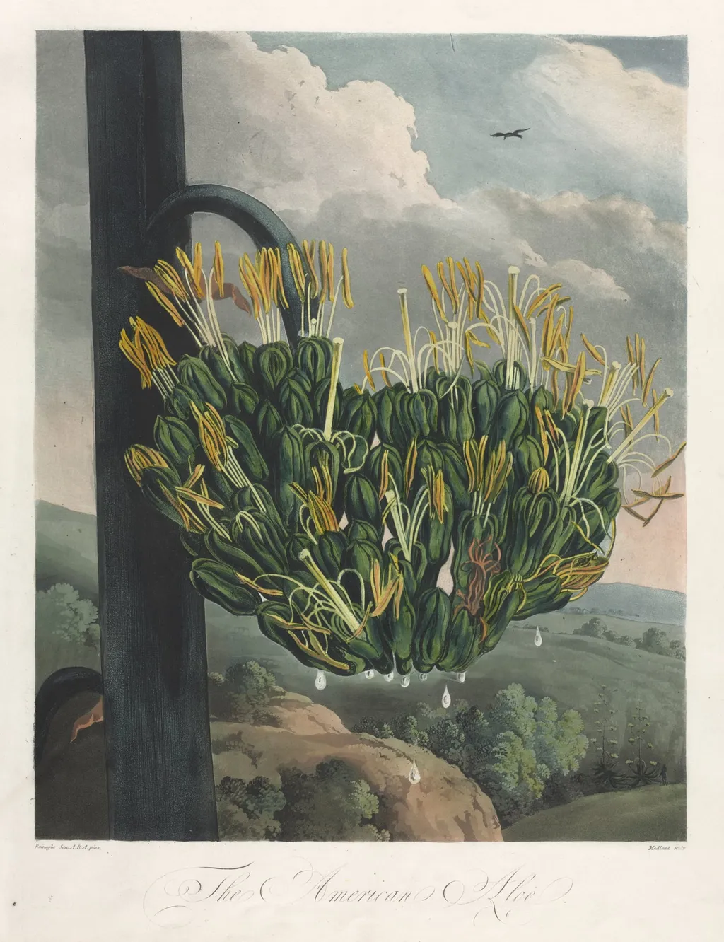 The Temple of Flora, or Garden of Nature:  The American Aloe, by Robert John Thornton, 1807