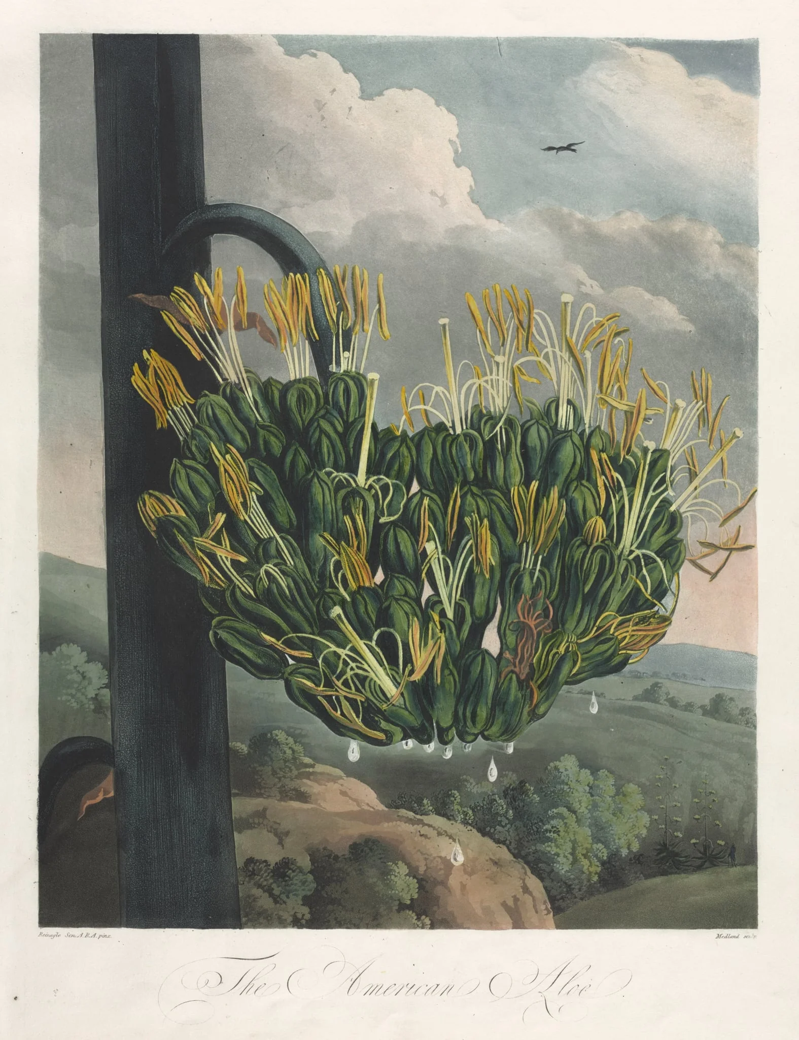 The Temple of Flora, or Garden of Nature: The American Aloe, detail