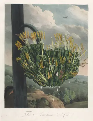 The Temple of Flora, or Garden of Nature:  The American Aloe, by Robert John Thornton, 1807
