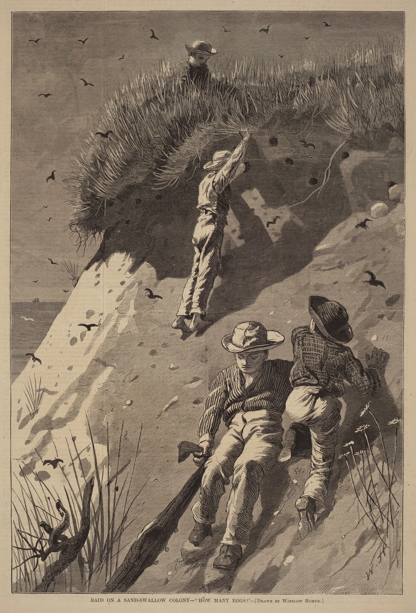 Raid on a Sand-Swallow Colony - "How Many Eggs?", detail