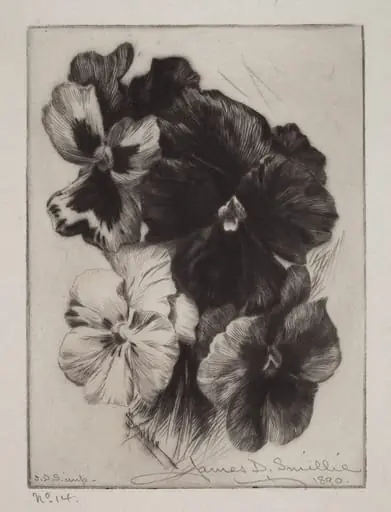 A Bunch of Pansies, by James David Smillie, ink, 1890