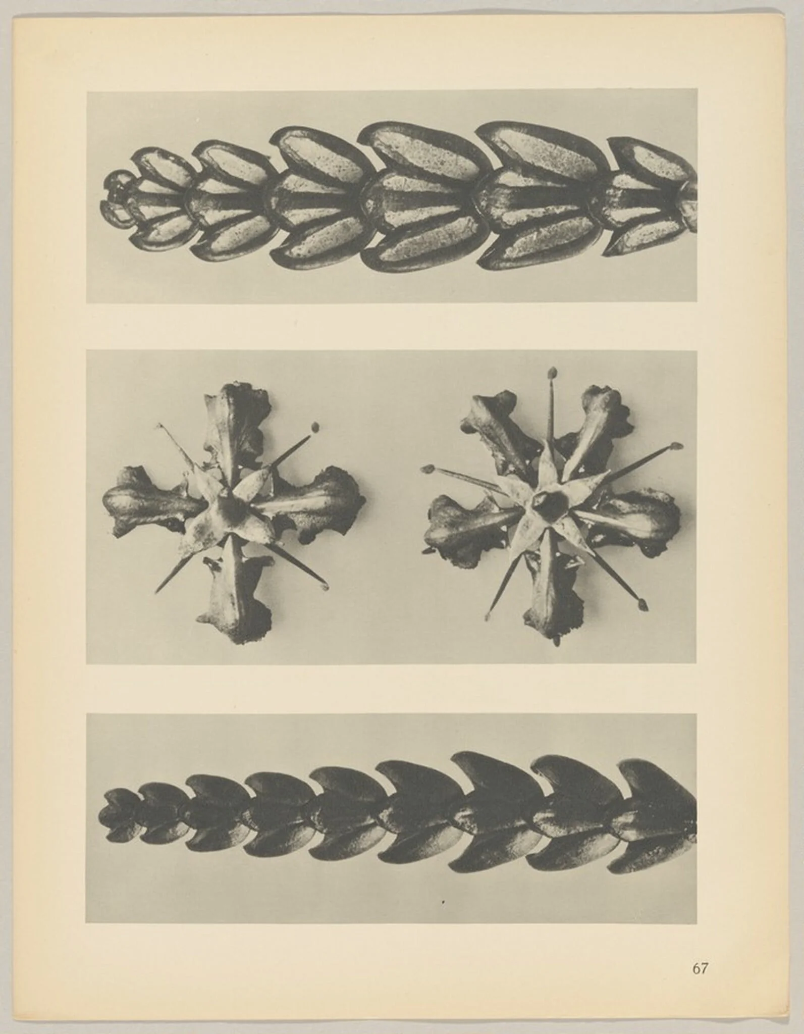 a u. c Thujopsis dolabrata; b Ruta graveolens, detail