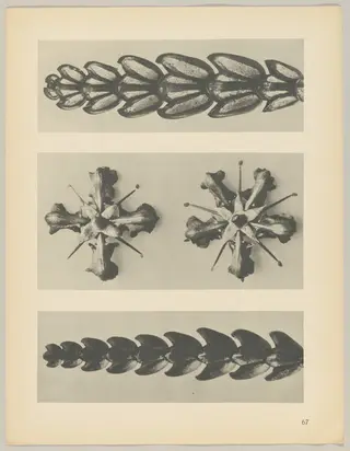 a u. c Thujopsis dolabrata; b Ruta graveolens, by Karl Blossfeldt, 1928