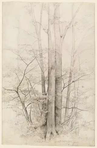 A Stand of Trees, by Heinrich Dreber, ink, 1840