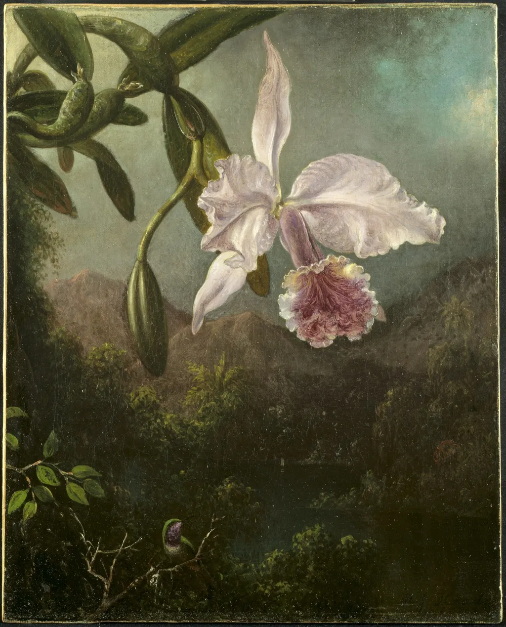 Orchid Blossoms, by Martin Johnson Heade, oil, 1873